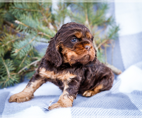 Medium Photo #10 Cocker Spaniel Puppy For Sale in WAKARUSA, IN, USA