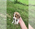 Small #8 Beagle