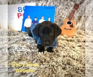 Baby Faye Webster - Female Labrador Retriever-Unknown Mix Dog for Adoption - Photo #2