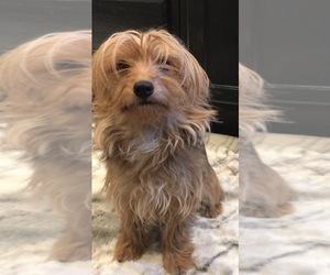 Mother of the Yorkshire Terrier puppies born on 05/20/2026