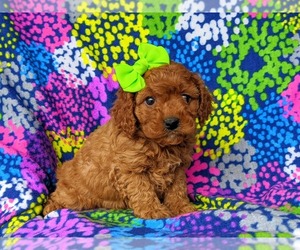 Cock-A-Poo Puppy for sale in KIRKWOOD, PA, USA