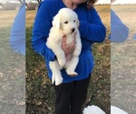Small Photo #1 Great Pyrenees Puppy For Sale in MOUNT VERNON, IL, USA