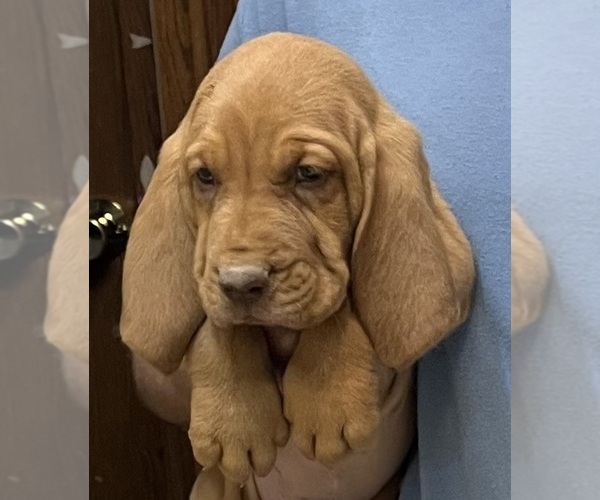 Medium Photo #14 Bloodhound Puppy For Sale in FORT MORGAN, CO, USA