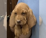 Red LM 6 - Male Bloodhound Puppy for Sale - Photo #14