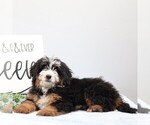 Small #1 Bernedoodle (Miniature)