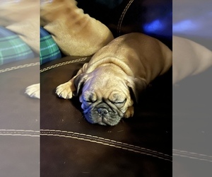Frenchie Pug Puppy for sale in MARYSVILLE, KS, USA