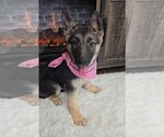 Small Photo #4 German Shepherd Dog Puppy For Sale in JASONVILLE, IN, USA