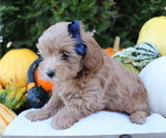 Small #5 Maltipoo-Poodle (Toy) Mix