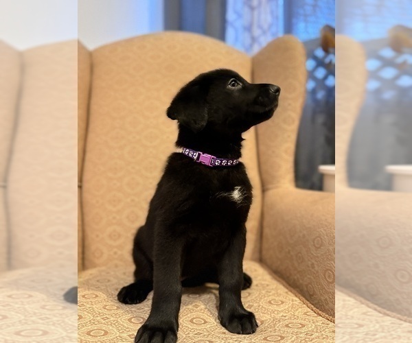 Medium Photo #13 Golden Shepherd Puppy For Sale in OCEANSIDE, CA, USA
