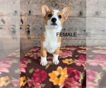 Small #11 Pembroke Welsh Corgi