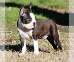 Small #32 Boston Terrier