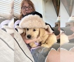 Small #2 Golden Retriever