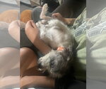 Small #2 Shih Tzu Mix