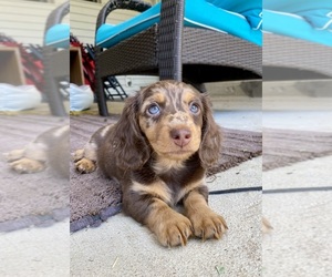 Dachshund Puppy for sale in DENVER, CO, USA