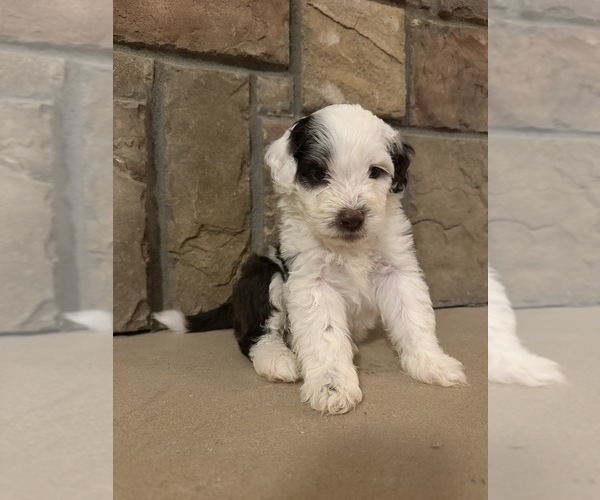 Medium Photo #3 Portuguese Water Dog Puppy For Sale in SWARTZ CREEK, MI, USA