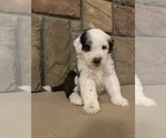 Small #2 Portuguese Water Dog