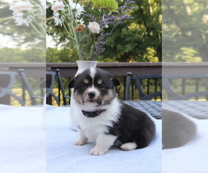 Pembroke Welsh Corgi Puppy for sale in FAIR GROVE, MO, USA