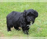 Small #3 Aussiedoodle Miniature 