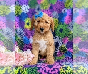 Double Doodle Puppy for sale in CHRISTIANA, PA, USA