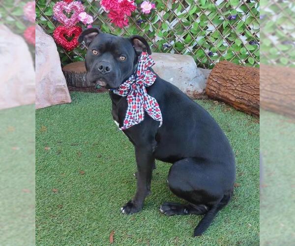 Medium Photo #1 American Pit Bull Terrier-Unknown Mix Puppy For Sale in Oklahoma City, OK, USA