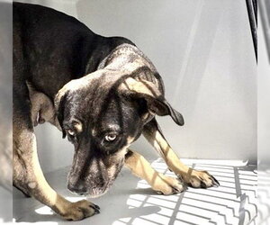 German Shepherd Dog-Unknown Mix Dogs for adoption in Houston, TX, USA