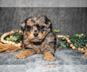 Medium Bernedoodle (Miniature)
