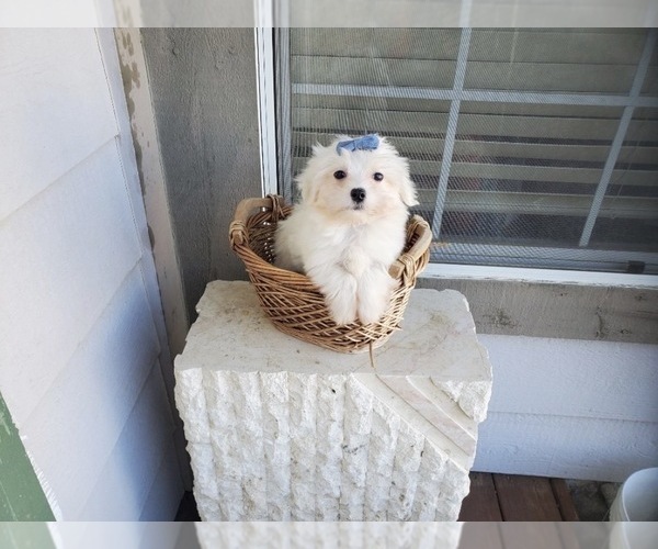 Medium Photo #3 Maltese Puppy For Sale in SANTA CLARITA, CA, USA