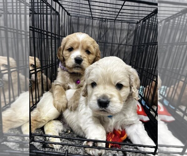 Medium Photo #4 Golden Cocker Retriever Puppy For Sale in Aylmer, Ontario, Canada