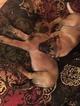 Small Photo #26 Malinois Puppy For Sale in EAGLE POINT, OR, USA