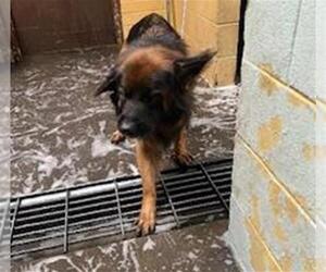 German Shepherd Dog Dogs for adoption in Stockton, CA, USA