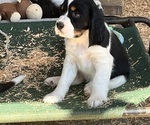 Small #6 English Springer Spaniel