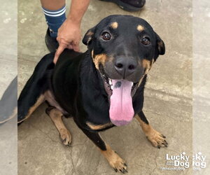Mutt Dogs for adoption in Washington, DC, USA