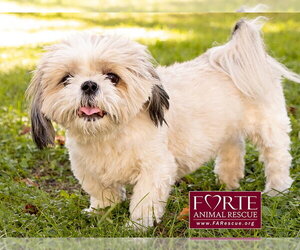 Magic - Male Shih Tzu Dog for Adoption - Photo #6