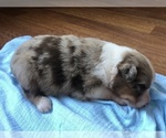 Small Photo #5 Australian Shepherd Puppy For Sale in ROBERTS, IL, USA