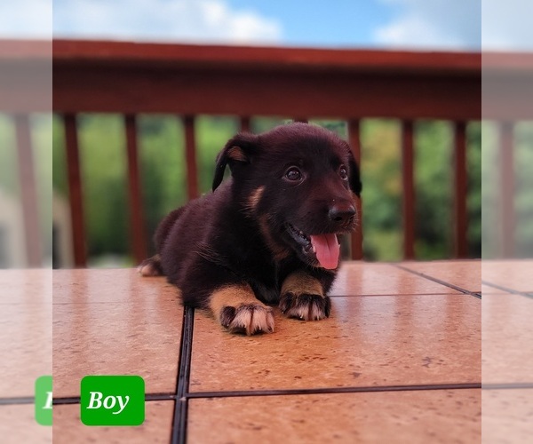 Medium Photo #1 Shollie Puppy For Sale in SMITHTON, PA, USA