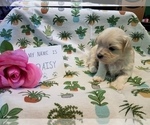 Small Photo #8 Maltipoo (Miniature) Puppy For Sale in BROOKFIELD, MO, USA