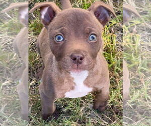 American Staffordshire Terrier-Unknown Mix Dogs for adoption in Arlington, VA, USA