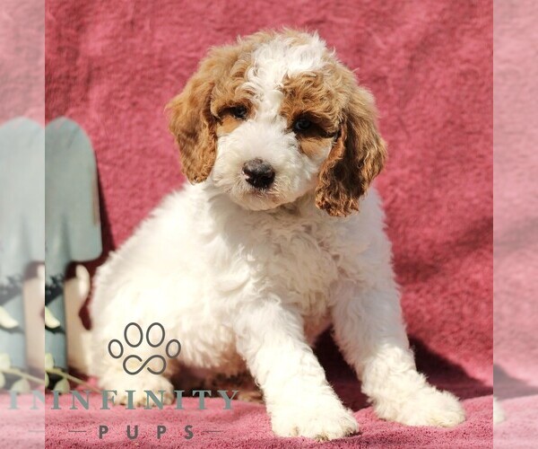 Medium Photo #1 Goldendoodle (Miniature) Puppy For Sale in EPHRATA, PA, USA