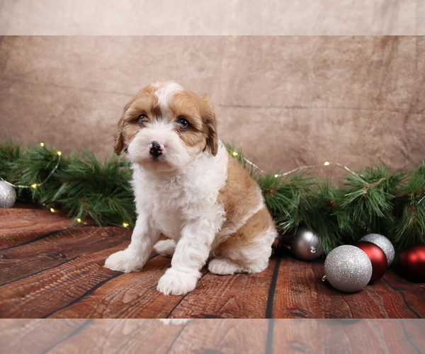 Medium Photo #5 Cavapoo (Toy) Puppy For Sale in WEST SALEM, OH, USA