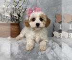 Small #2 Cavapoo (Standard)