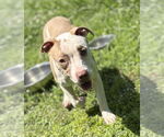 Small #4 American Pit Bull Terrier Mix