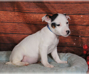 Jack Russell Terrier Puppy for sale in PENNS CREEK, PA, USA