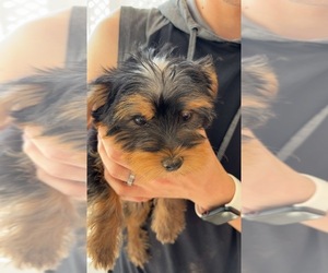 Yorkshire Terrier Puppy for sale in ALBUQUERQUE, NM, USA