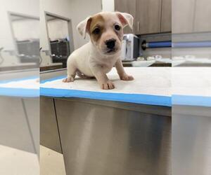 Labrador Retriever-Unknown Mix Dogs for adoption in Baytown, TX, USA