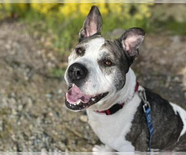 Medium Photo #2 Mutt Puppy For Sale in Martinez, CA, USA