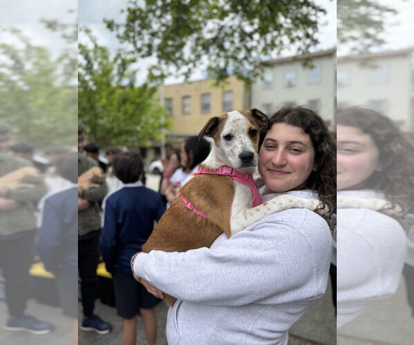 Medium Photo #23 Labrador Retriever-Unknown Mix Puppy For Sale in Brewster, NY, USA