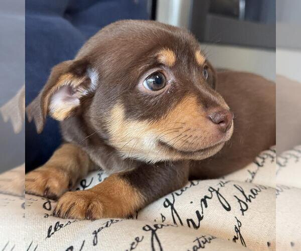 Medium Photo #4 Chiweenie Puppy For Sale in San Diego, CA, USA