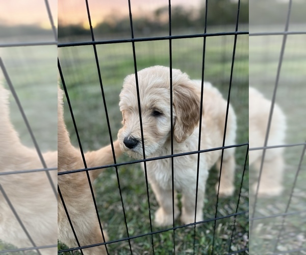 Medium Photo #2 Goldendoodle Puppy For Sale in LIBERTY, TX, USA