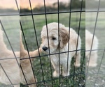 Small Photo #2 Goldendoodle Puppy For Sale in LIBERTY, TX, USA
