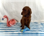 Puppy CoCo Poodle (Standard)